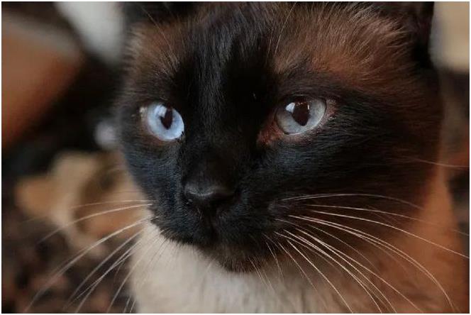 一只猫