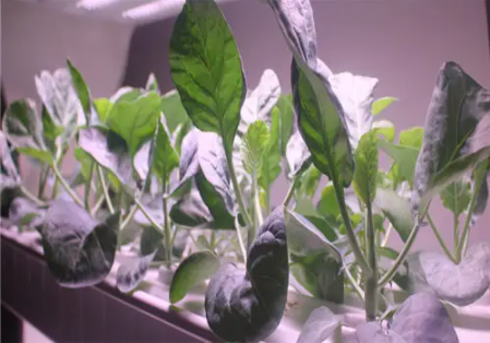 纯栽培有关的sci论文期刊