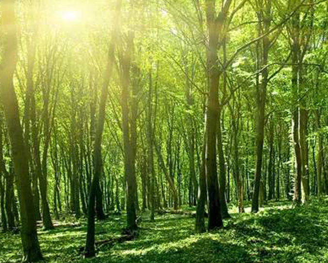 林业sci论文投稿期刊有哪些