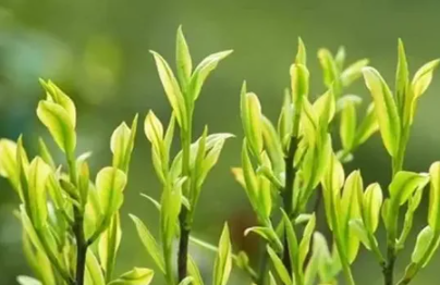 植物学类sci论文期刊推荐