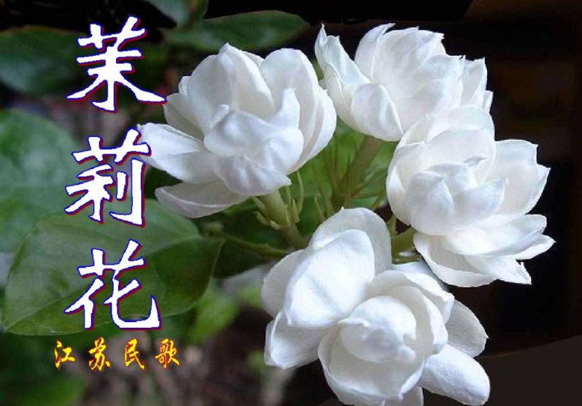 不同地域《茉莉花》的整理和音乐对比研究论文