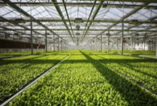 双循环格局下河南农业产业化发展问题探析论文