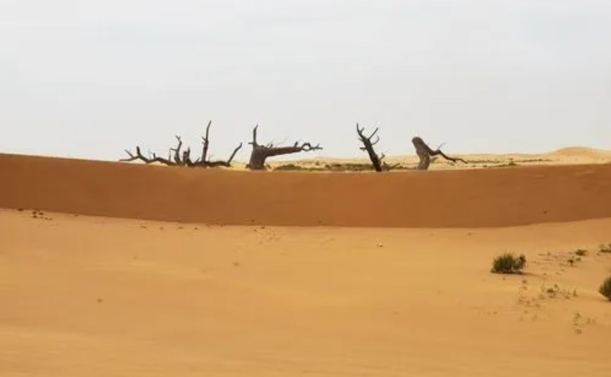 论追问在小学科学教学中的运用论文