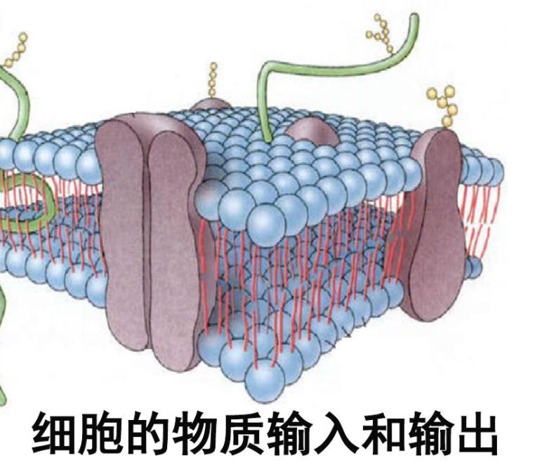 高中生物实验教学培养学生科学思维能力的实践探究论文