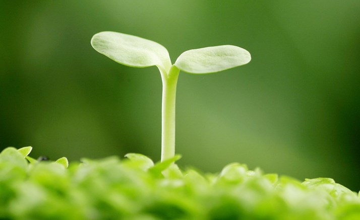 初中生物学跨学科实践活动设计与探索论文