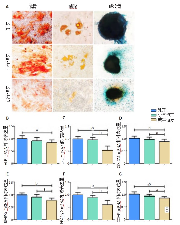 增龄因素对牙源干细胞生物学特性的影响论文