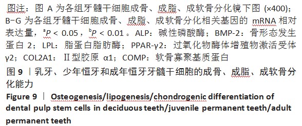 增龄因素对牙源干细胞生物学特性的影响论文