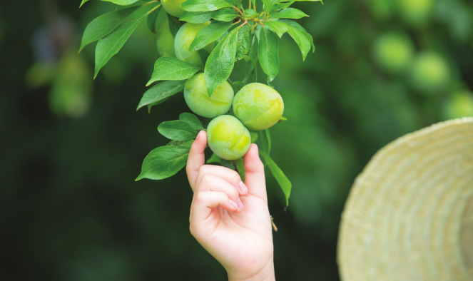 林下经济：如何做到林下“掘金” 生态富民论文